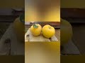 Айва после первых заморозков. #nature#subscribe#подпишись#naturalbeauty