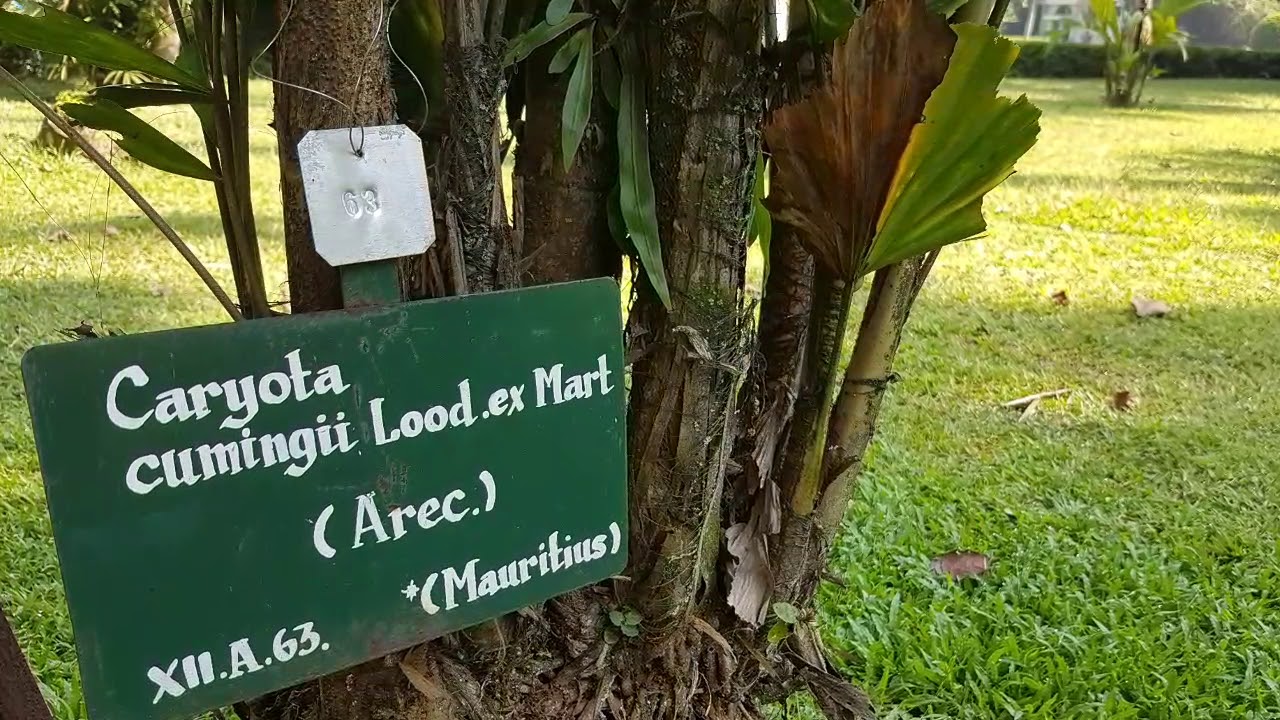 Caryota cumingii Lodd. Ex Mart.