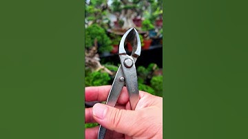 Đôi kìm cạp xéo, cạp tròn làm Cây cảnh (link mua trên màn hình) #bonsaishop