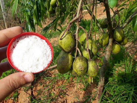 Vídeo: É possível acelerar o crescimento das árvores?