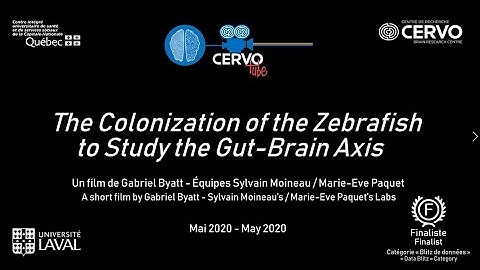 The Colonization of the Zebrafish to Study the Gut-Brain Axis