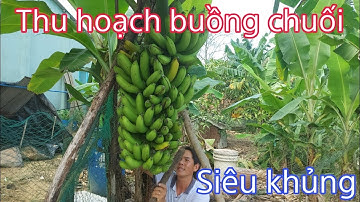 Thu Hoạch Buồng Chuối Nhà Trồng #93 | Minh Khanh family