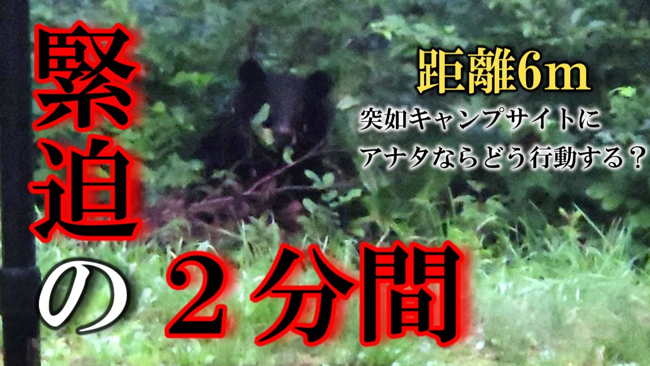 A tense two minutes. A bear suddenly appears at your campsite