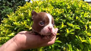 video niña Andres Cali by Tu Boston Terrier 5,321 views 4 years ago 34 seconds