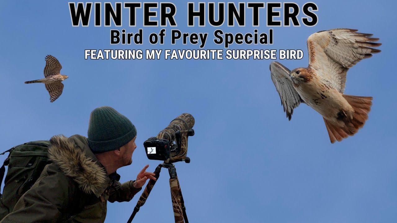 BEST BIRD EVER !! | BIRD OF PREY PHOTOGRAPHY | Winter Hunters | North American Birds | Canon R3 & R7