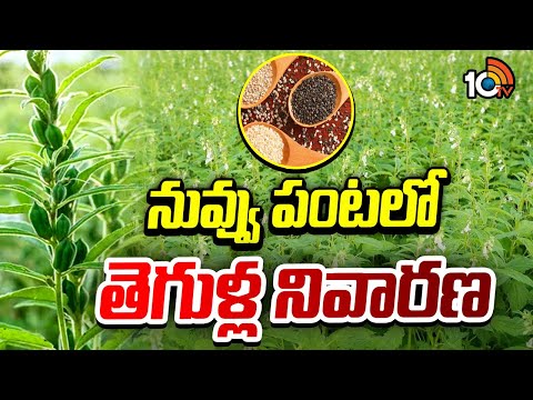Pest control in sesame crops | నువ్వు పంటలో తెగుళ్ల నివారణ | Matti Manishi | 10TV News