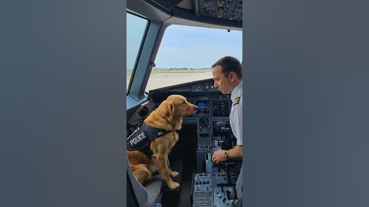 Quick thinking Golden Retriever saves everyone on the plane! #story #dog