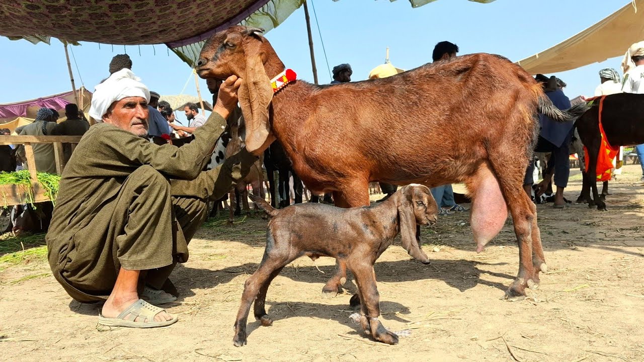  Sahiwal bakra Mandi Today Latest Update-Beetal Milking Goats With Kids-Breeders-3 March 2026