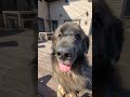 Big Dog Enjoys Fresh Air #dog #dogs