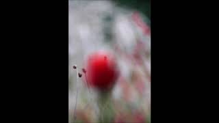 Max Richter - Autumn Music 1