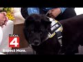 Pet of the Week: Meet Harbor!