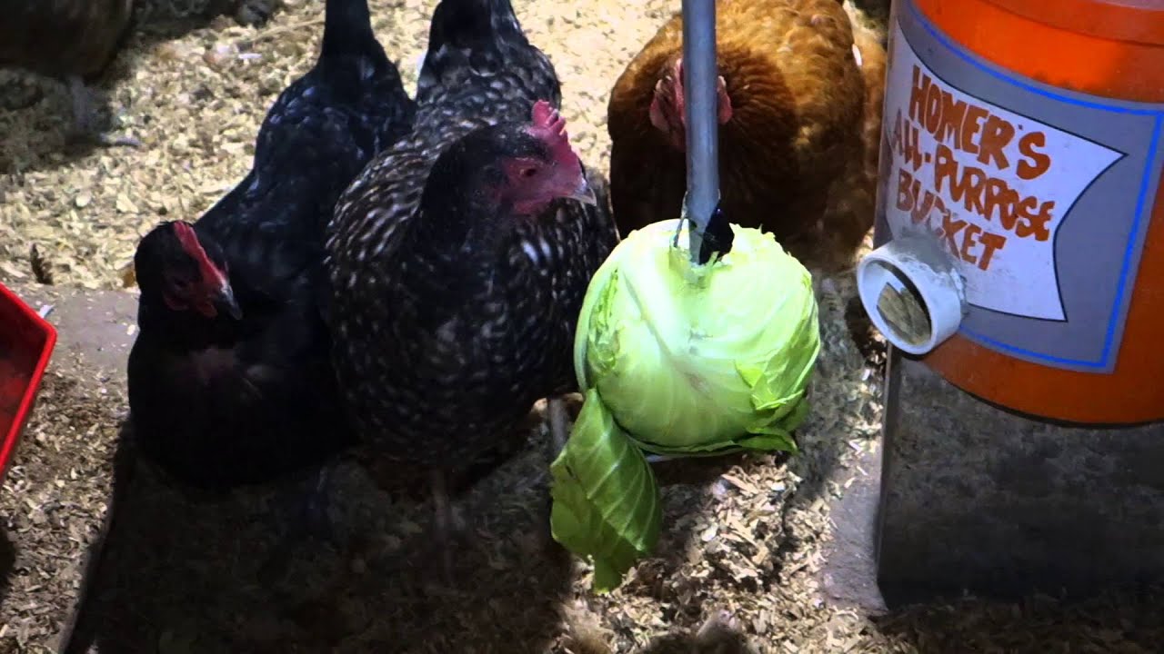 Chicken Anti Pecking Device update YouTube