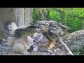 Kassikakk::Eagle Owl~Prey for the Owlet &amp; Self feeding~9:31 pm 2024/05/17