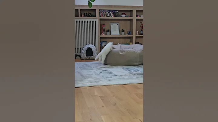 Video 9852541: scottish fold british shorthair, cat scottish fold british, fold british shorthair cute, scottish fold cat kitten, scottish fold kitten playing, kitten cats catlife