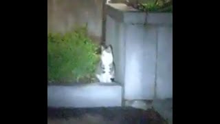 A cute cat went into the underground parking lot .귀여운 고양이가  지하주차장으로 가버리더니 찾을수가 없네요.... Jeonju ...全州市
