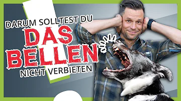 Wie gewöhne ich meinem Hund das Anbellen von Menschen ab?