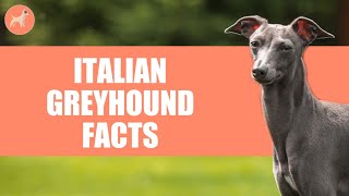 Italian Greyhound Dog Breed: 10 Amazing Facts You Must Know