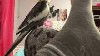 Bird sings to my foot