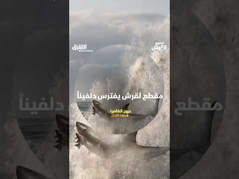 مقطع لقرش يفترس دلفيناً