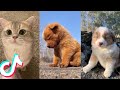 Cute Pet TikToks that Will Brighten Up Your Day 😍❤️️