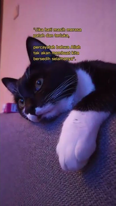 story wa kucing sedih|story wa sedih #shorts #storywa