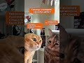 Знакомо? #разработкаигр #геймдев #devgame #разработкаигры #разработчикигр #gamedevstudio #индиигры