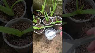 Aloe vera will grow quickly when applying this irrigation method #shorts