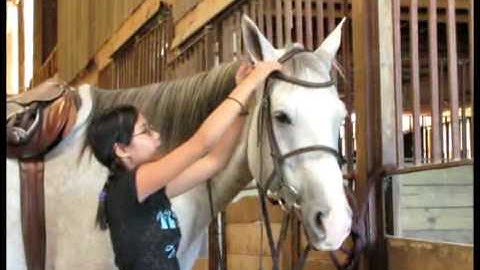 Bustsers Royalty aka: "Mascot"        ***For up-to-date info, price, etc., go to our website***