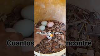 tener gallinas, un tesoro para mí 🤩 #gallinasencasa #finca