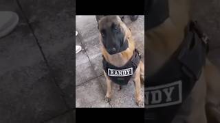 Randy ❤️#animallovers #doglove #funny