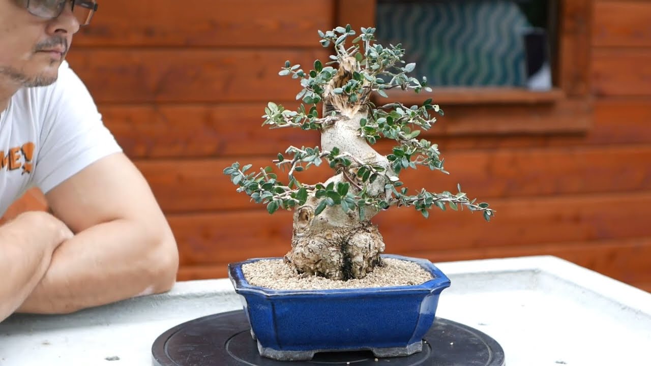 Bonsai Olea europaea sylvestris- First styling & carving
