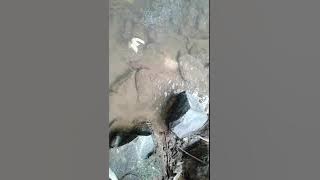 Ngising nang kali asat