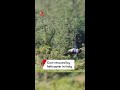 Cow rescued by helicopter in Italy