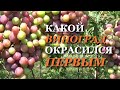 КАКОЙ ВИНОГРАД ОКРАСИЛСЯ ПЕРВЫМ НА МОЕМ ВИНОГРАДНИКЕ