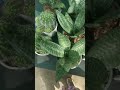 Aaj mein gayi thi Plant House // Aloe vera Plant // Unique Plants // Plant House