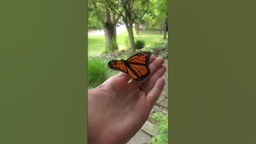 Releasing a tagged monarch butterfly.  #savethemonarchs savethemonarch