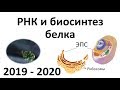 4. РНК и синтез белка (9 или 10-11 класс) - биология, подготовка к ЕГЭ и ОГЭ 2020