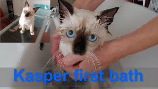 Kasper (Sacred Birman cat) first bath