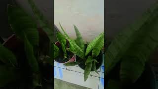 beautiful #snake plant snake plant ki cutting se bhi #Laga sakte hain 🪴🪴🪴