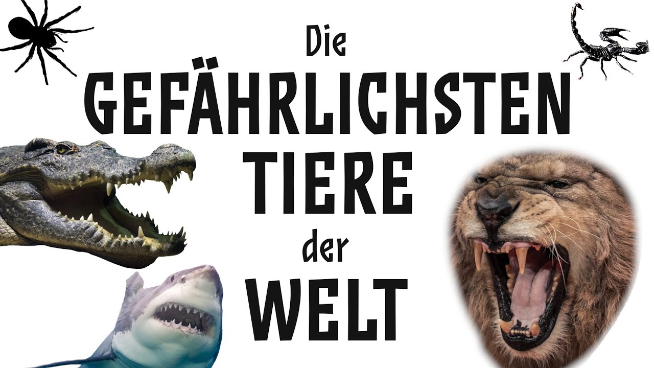 Die 10 Gefährlichsten Tiere Der Welt Galileo www.youtube.com