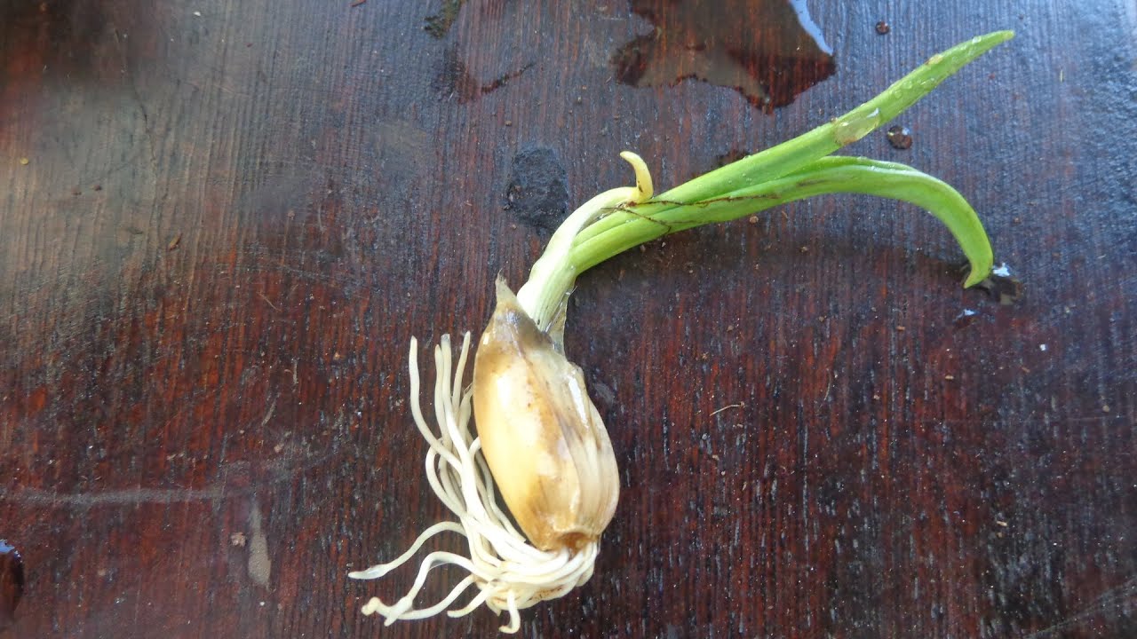 Como plantar alho em vasos, processo completo! Como plantar alho em vasos, processo completo!