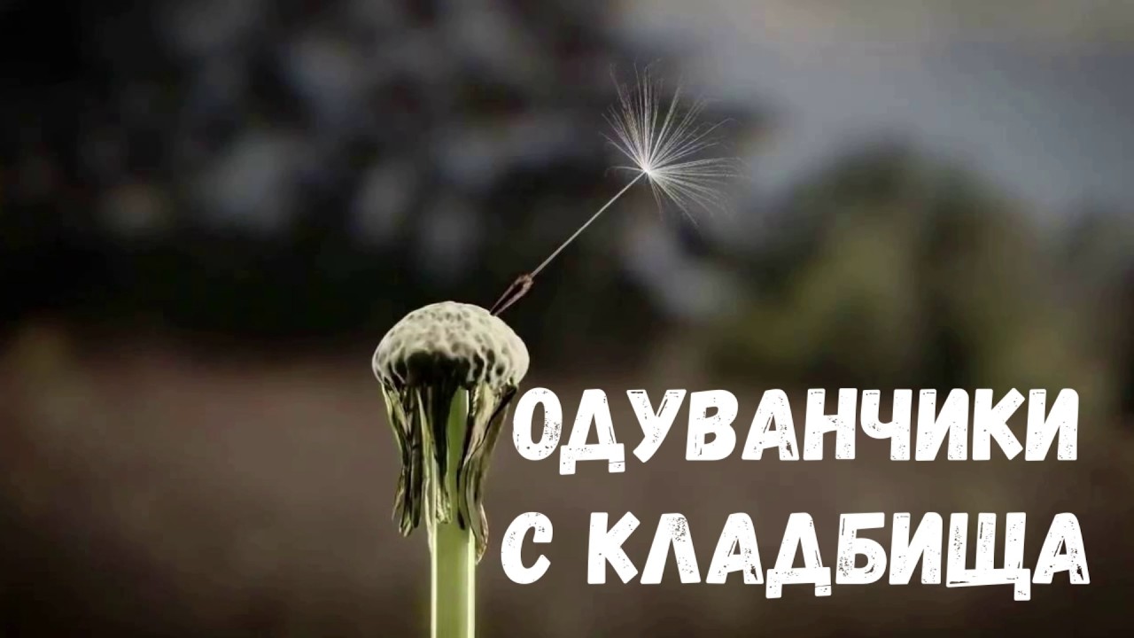 Одуванчики с кладбища. Страшная история.