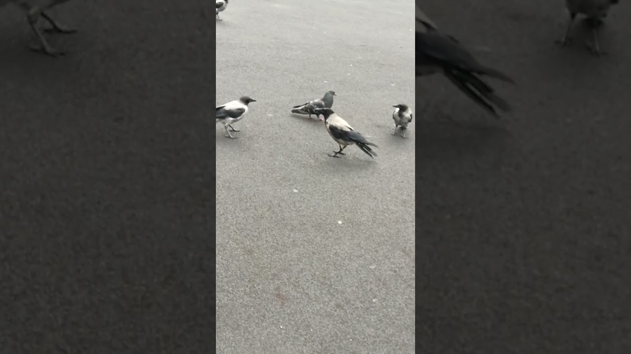 Evil pigeon attacks crow family / Злой голубь нападает на семью ворон