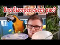 Говорящий попугай Ара соревнуется с детьми по поеданию риса