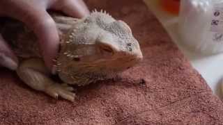 Animal Care at Capel Manor College