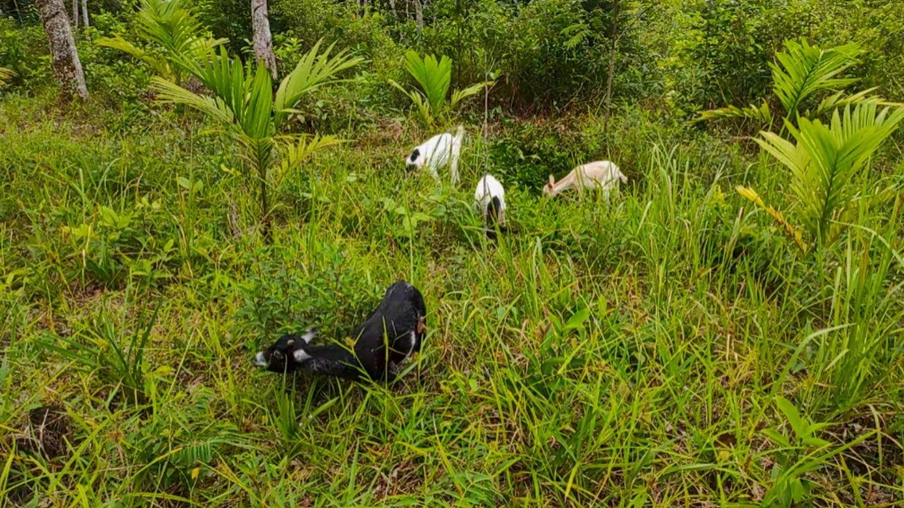 Disiang Hari Yang Cerah Di Rerumputan - Goat - YouTube