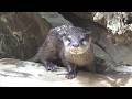 カワウソの赤ちゃんが可愛い❤Very cute small-clawed otter baby and family#324【Cute animal baby videos】