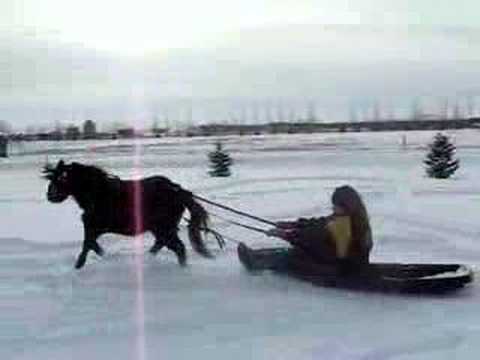 miniature horse pulling sleigh youtube
