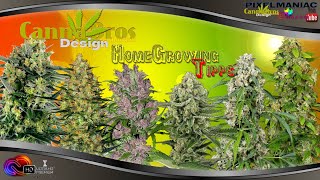 CannaBros🌱 some weedy  HomeGrowing Tipps❤️💛💚
