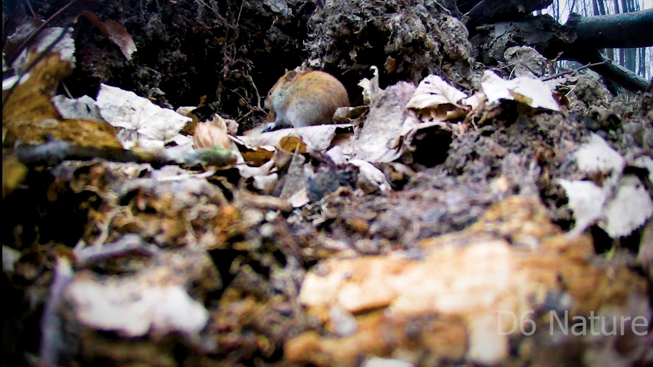 d630 Microtus sp., Vole sp. (UK), Полівка sp. (UA), Полёвка sp. (RU)